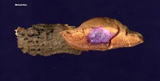 Attēlu rezultāti vaicājumam “Hapalopilus nidulans”