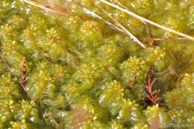 Attēlu rezultāti vaicājumam “Sphagnum cuspidatum”