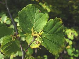 Attēlu rezultāti vaicājumam “Hamamelis”