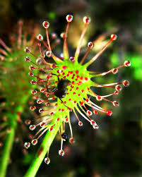 Attēlu rezultāti vaicājumam “Droseraceae”