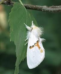 Attēlu rezultāti vaicājumam “Leucodonta bicoloria”