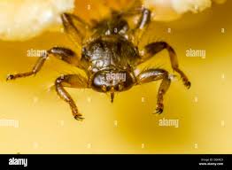 Attēlu rezultāti vaicājumam “Lipoptena cervi”