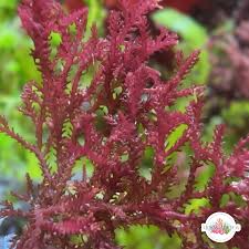 Attēlu rezultāti vaicājumam “Tritomaria exsecta macro”