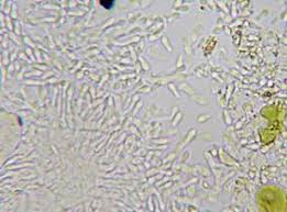 Attēlu rezultāti vaicājumam “Fellhanera subtilis”