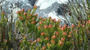 Attēlu rezultāti vaicājumam “Empetrum nigrum leaf”