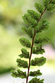 Attēlu rezultāti vaicājumam “Asplenium trichomanes”