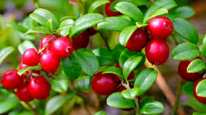 Attēlu rezultāti vaicājumam “Oxycoccus leaf”