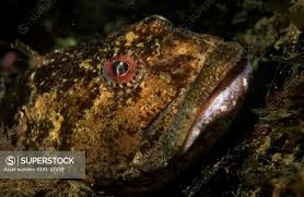 Image result for Myoxocephalus scorpius