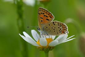 Attēlu rezultāti vaicājumam “Lycaena tityrus female”