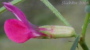 Attēlu rezultāti vaicājumam “Vicia sativa”