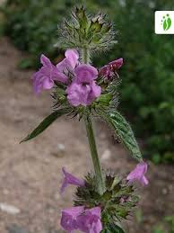 Attēlu rezultāti vaicājumam “Clinopodium vulgare fruit”