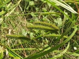 Attēlu rezultāti vaicājumam “Carex pseudocyperus”