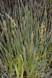 Attēlu rezultāti vaicājumam “Triglochin maritimum flower”