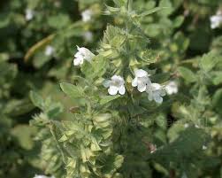 Image result for Melissa officinalis