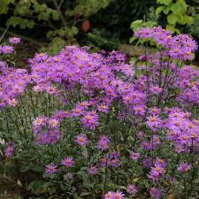 Image result for Aster amellus