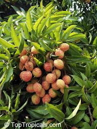 Image result for Litchi chinensis
