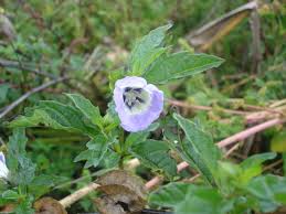 Attēlu rezultāti vaicājumam “Nicandra physalodes fruit”