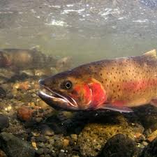 Image result for Oncorhynchus clarkii