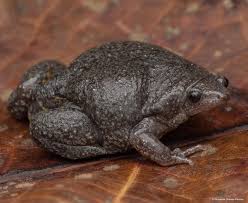 Attēlu rezultāti vaicājumam “Cephaloziella elachista”