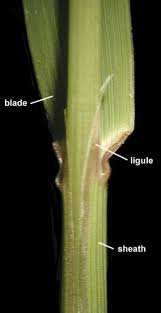 Attēlu rezultāti vaicājumam “Calamagrostis canescens leaf”