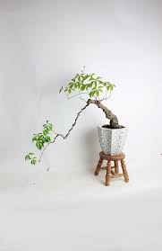 Image result for parthenocissus bonsai