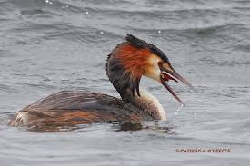 Attēlu rezultāti vaicājumam “Podiceps cristatus”