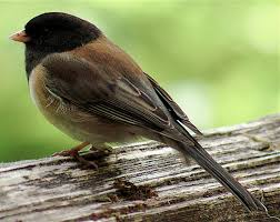 Image result for Junco hyemalis