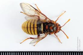 Attēlu rezultāti vaicājumam “Cimbex luteus”