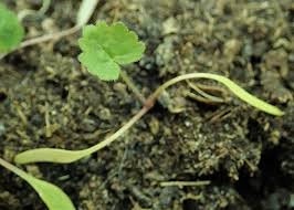 Attēlu rezultāti vaicājumam “Heracleum sphondylium subsp. sibiricum”