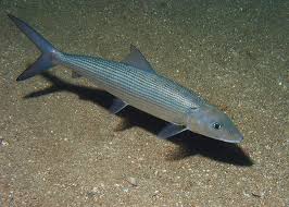 Image result for Albula glossodonta