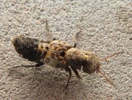 Attēlu rezultāti vaicājumam “Ontholestes murinus”