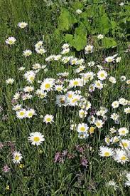 Image result for Chrysanthemum leucanthemum