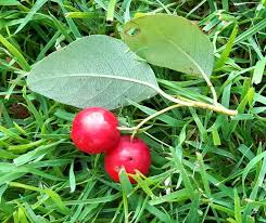 Attēlu rezultāti vaicājumam “Cotoneaster multiflorus leaf”