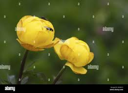 Attēlu rezultāti vaicājumam “Trollius europaeus bud”