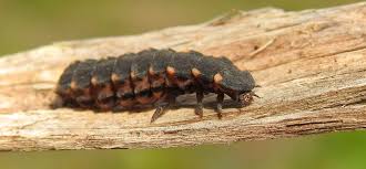 Attēlu rezultāti vaicājumam “Lampyris noctiluca”