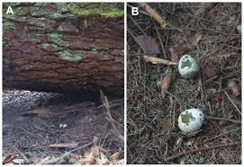Attēlu rezultāti vaicājumam “Tetrastes bonasia eggs”