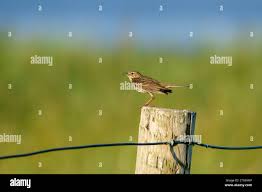 Attēlu rezultāti vaicājumam “Anthus trivialis adult”