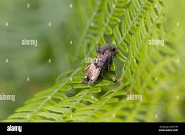 Attēlu rezultāti vaicājumam “Coscinia cribraria imago”