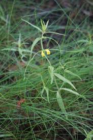 Attēlu rezultāti vaicājumam “Melampyrum sylvaticum”