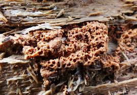 Attēlu rezultāti vaicājumam “Metatrichia vesparia”