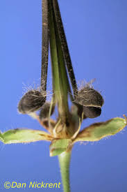 Attēlu rezultāti vaicājumam “Geranium bohemicum fruit”