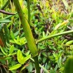 Attēlu rezultāti vaicājumam “Scheuchzeria palustris fruit”