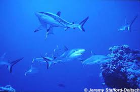 Image result for Carcharhinus amblyrhynchos
