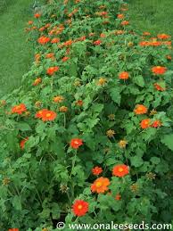 Image result for Tithonia rotundifolia