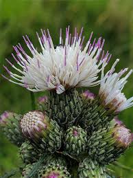 Attēlu rezultāti vaicājumam “Cirsium palustre leaf”