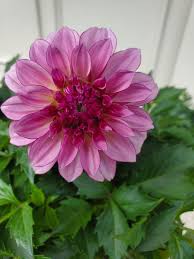 Image result for Dahlia hybrid.
