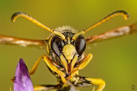 Attēlu rezultāti vaicājumam “Eumenes sp.”