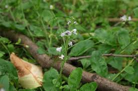 Attēlu rezultāti vaicājumam “Veronica officinalis leaf”