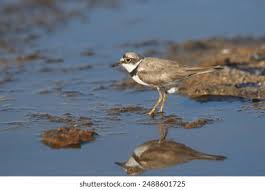 Attēlu rezultāti vaicājumam “Charadrius dubius adult”