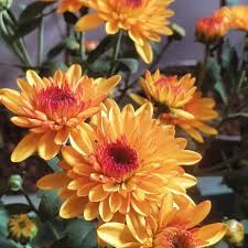 Image result for Chrysanthemum sebatense